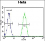 PSMB8 Antibody (N-term)